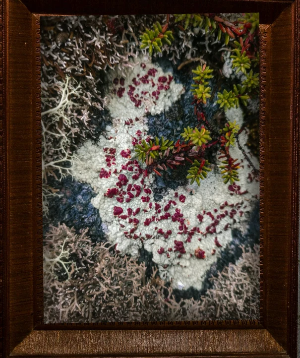 Clairière, lichens et mousses dans un cadre en chêne