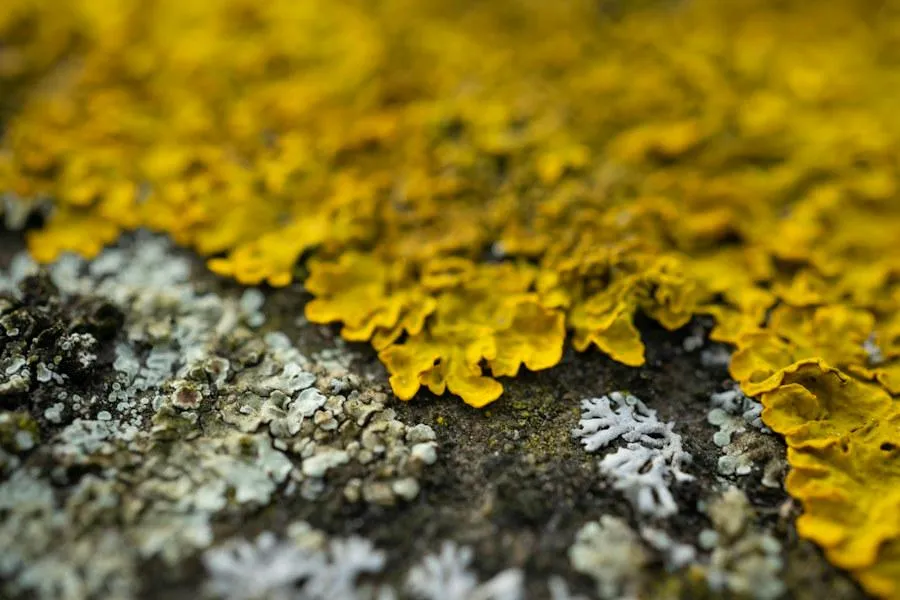 Lichens en relief, vue rapprochée