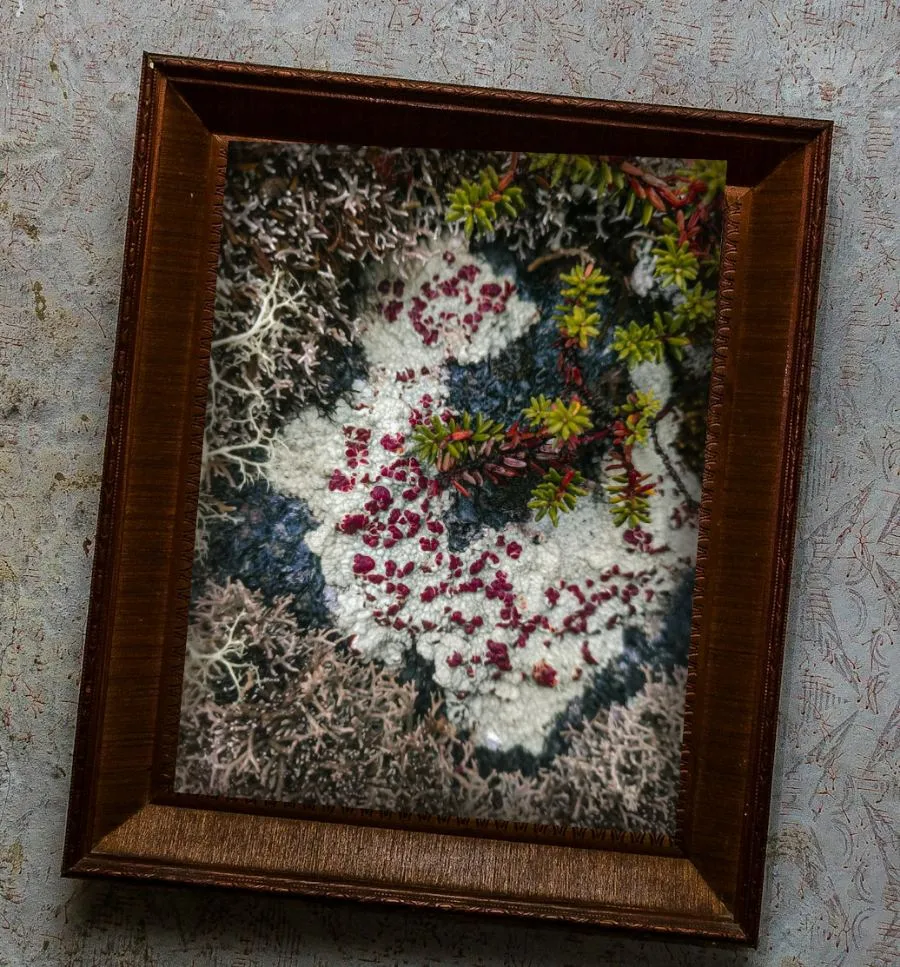 Clairière accrochée sur un mur de pierre