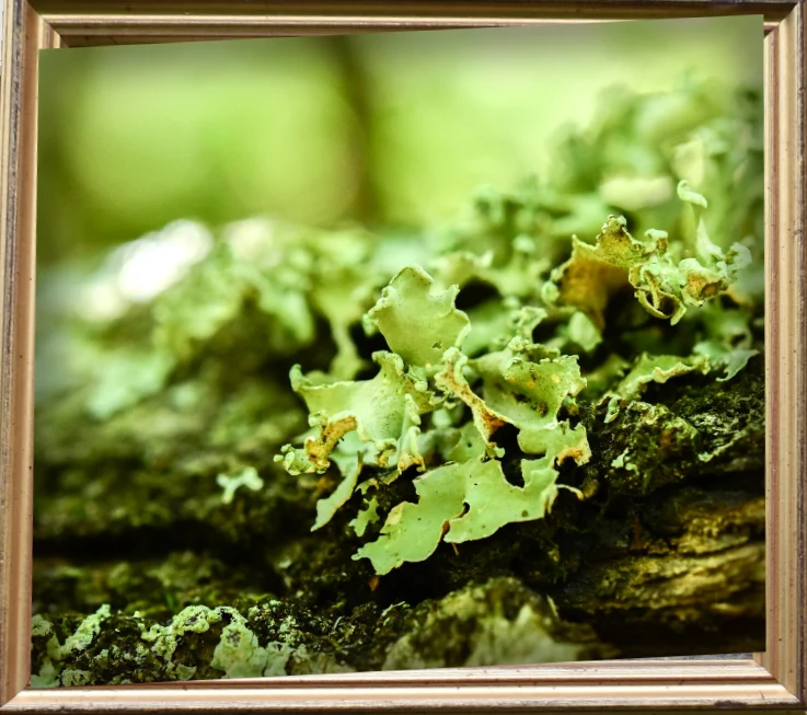 Sous-bois, lichen dans un fin cadre doré