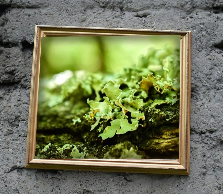 Sous-bois accroché sur un mur de brique